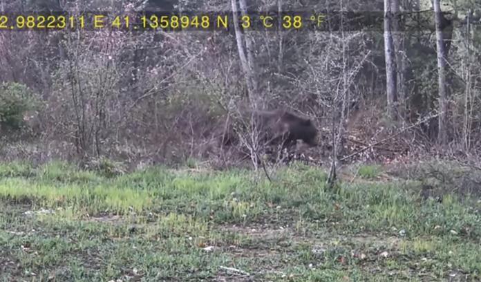 Evinin yakınındaki ormana fotokapan kurup, yaban hayatı görüntüledi