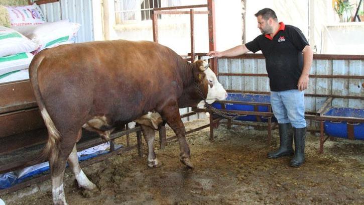 1 ton 130 kiloluk kurbanlık dana, 450 bin liraya satışa çıkartıldı