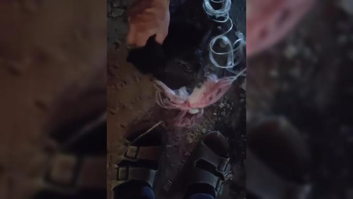 Baca deliğine düşen yavru kediyi, itfaiye ekipleri kurtardı