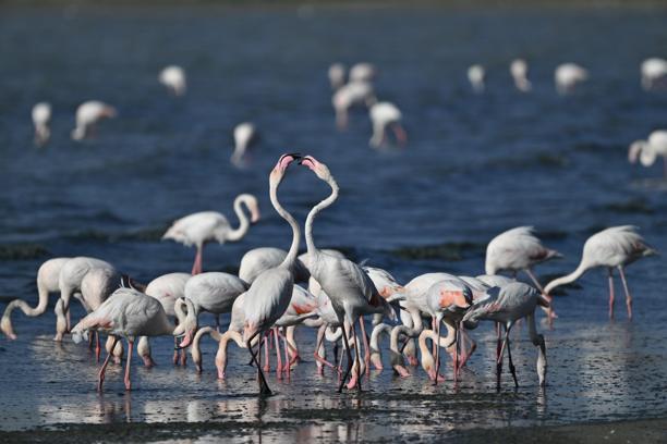 Van'da jandarma, flamingolar için 7/24 denetimde