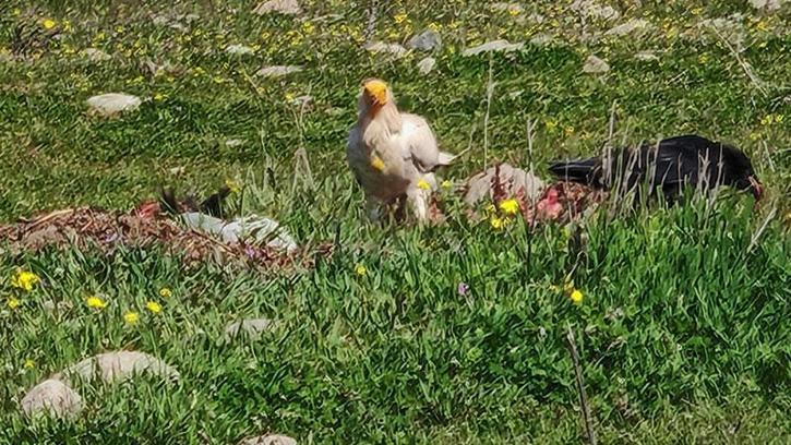 Bolu’da nesli tehlikedeki Mısır akbabaları görüntülendi