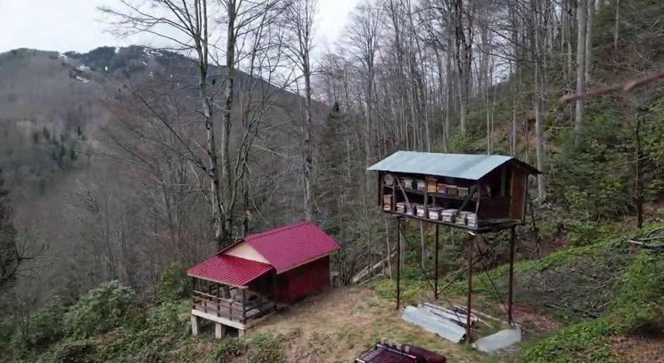 Ayının, demir direğe tırmanıp kovanlara ulaşmaya çalıştığı anlar kamerada