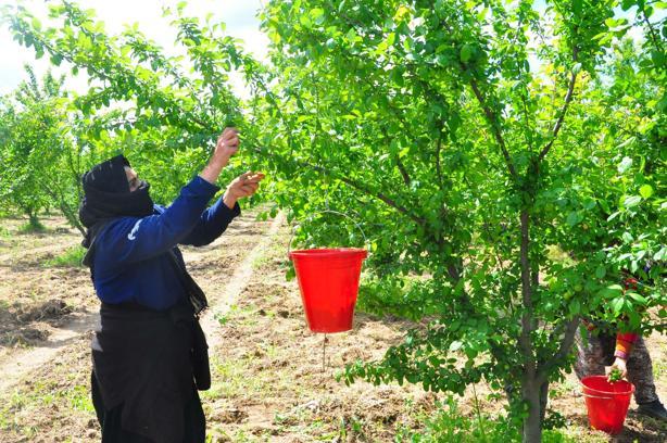 Manisa'nın 'dumanlı papaz eriğinde' hasat başladı
