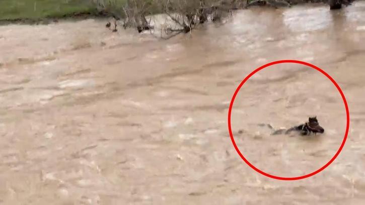 Çayda akıntıya kapılan atın kıyıya çıkıp kurtulduğu anlar kamerada