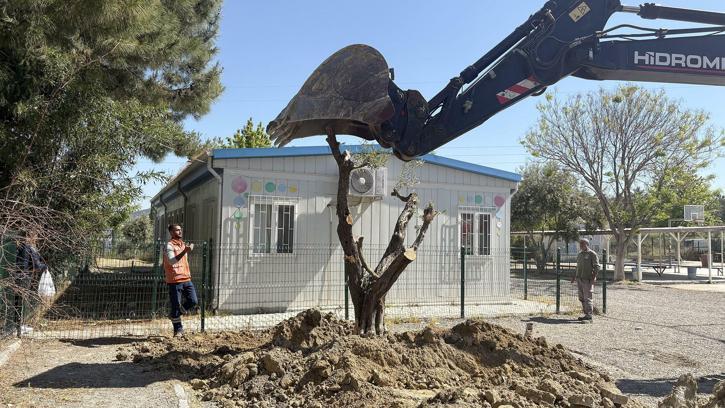 Kuşadası'nda 1,5 yılda 410 ağaç kesilmekten kurtardı