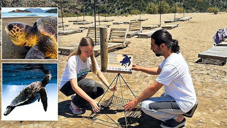 Caretta carettaların yumurtlama dönemi başladı