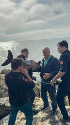 Samsun’da kayalıklara sıkışan yunusu polis kurtardı