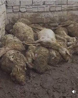 Ağıla giren kurt, 50 koyunu öldürdü