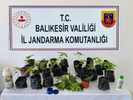 Erdek'te jandarma, 32 kök kenevir ele geçirdi