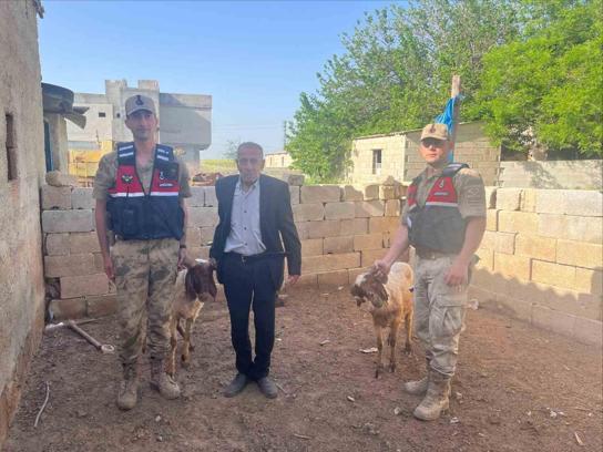 Kilis’te, kaybolan 2 koyun jandarma tarafından bulunarak sahibine teslim edildi