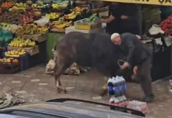 Kaçan mandanın boynuz darbeleriyle yaralandı