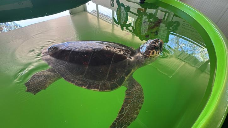 Tatilcilere 'caretta caretta' uyarısı
