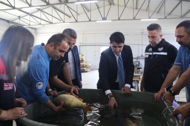 Edirne’de sazan balığı yavrusu üretimine başlandı