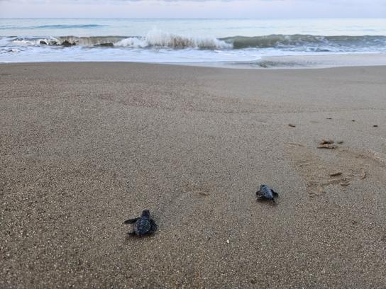32 yıllık caretta mücadelesi; 1,5 milyon yavru denize ulaştı