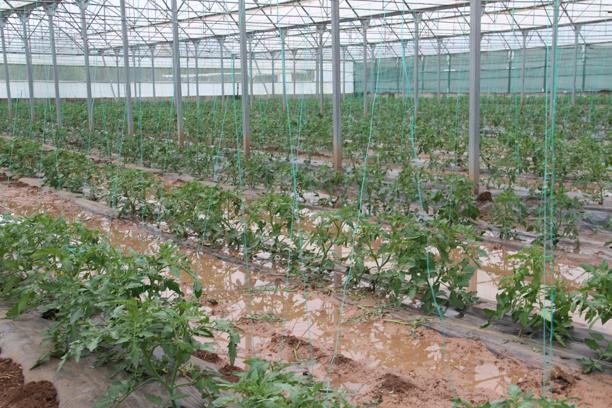 Sivas'ta su taşkınları; seralar ve tarım arazileri zarar gördü