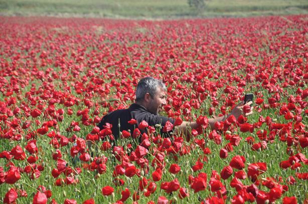 Gaziantep'te gelincikler görsel şölen oluşturdu