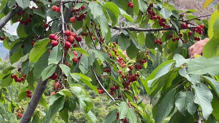 Artvin'de çiftçilerin gecikmeli kiraz mesaisi