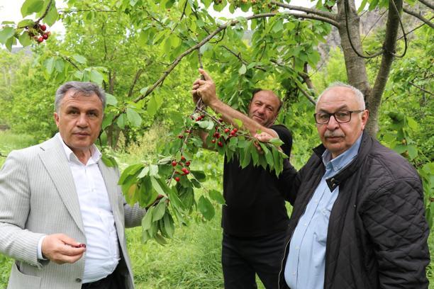 Oltu’da ‘misafir kirazı’ hasadı başladı