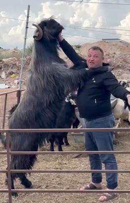 Boyundan büyük teke yetiştirdi