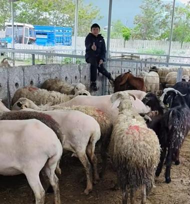 Küçükbaş kurbanlıklarda indirim