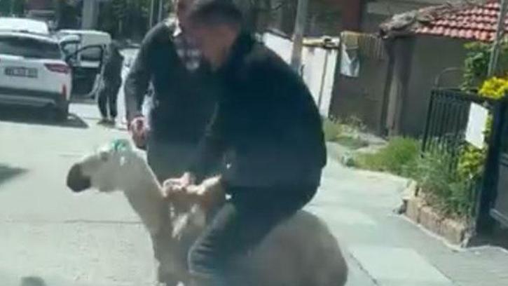 Ankara'da kaçan kurbanlıklar kamerada
