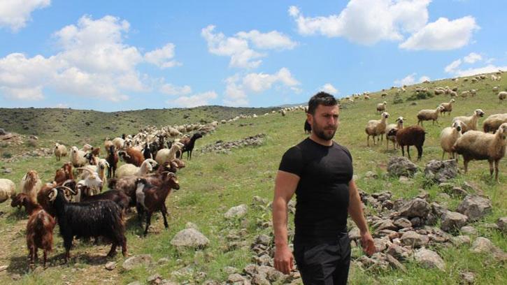 Köyüne dönüp hayvancılığa başladı, 2 yılda bin 300 koyunu oldu