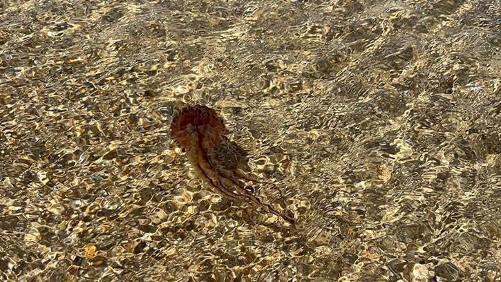 Saros’ta, zehirli ‘Pusula Denizanası’ görüldü