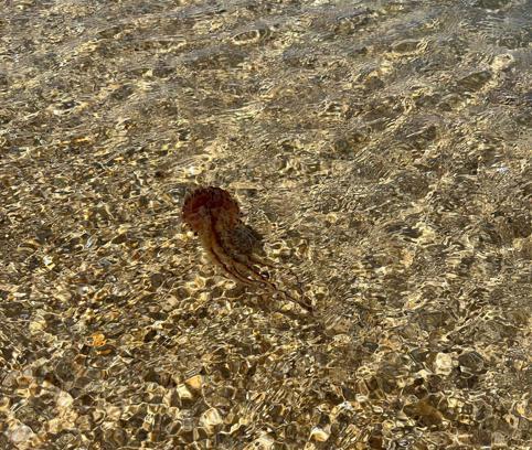 Saros’ta, zehirli ‘Pusula Denizanası’ görüldü