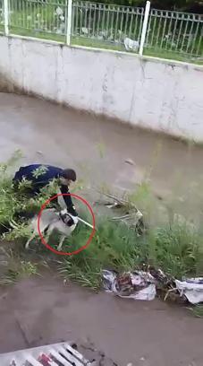 Çar Çayı'na düşen köpeği, elini ısırmasına rağmen kurtardı