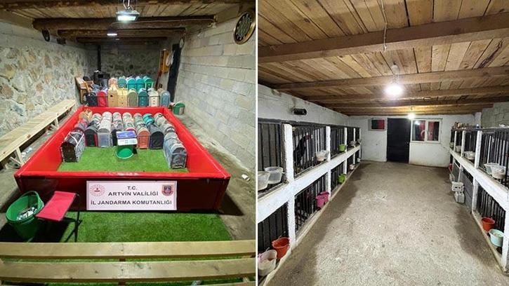Artvin'de 'horoz dövüşü' operasyonu; 39 kişiye toplam 508 bin 248 TL ceza