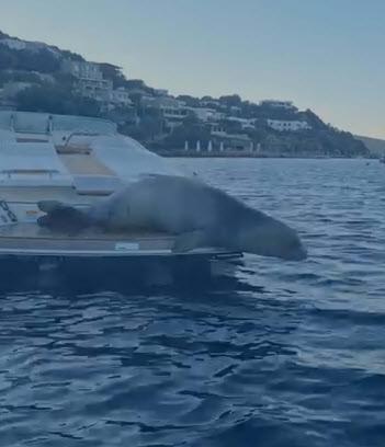 Bodrum'da motoryata çıkan Akdeniz foku kamerada