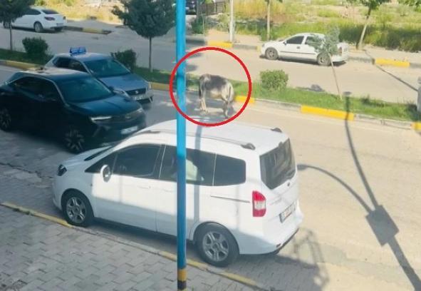 Kara yoluna çıkan başıboş eşek nedeniyle trafik aksadı
