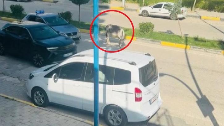 Kara yoluna çıkan başıboş eşek nedeniyle trafik aksadı