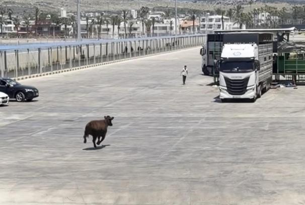 Limanda kaçan angus denize düştü