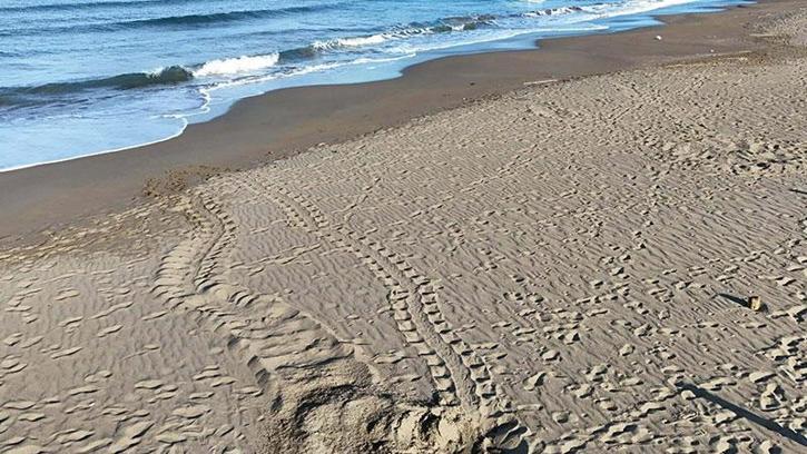İztuzu Plajı'nda caretta caretta yuva sayısı 100'e ulaştı