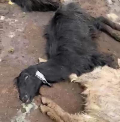 Adana'da bir günde 76 küçükbaş hayvan, bağırsak zehirlenmesinden öldü