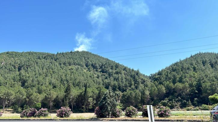 Manisa'da orman yangını