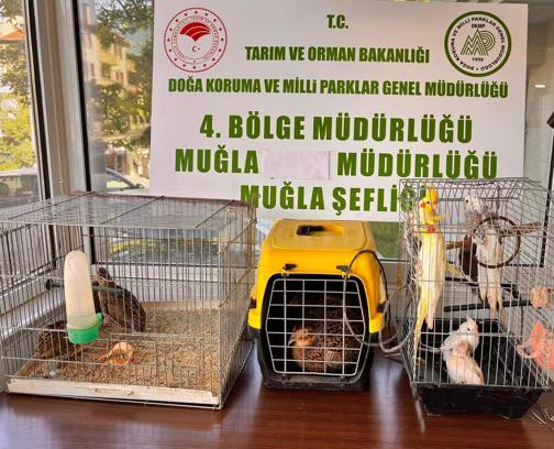 Muğla'da izinsiz bulundurulan 13 kuşa el konuldu