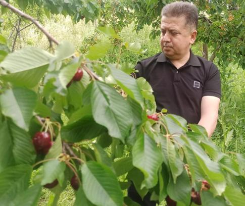 Akşehir kirazında 'rekolte' sevinci