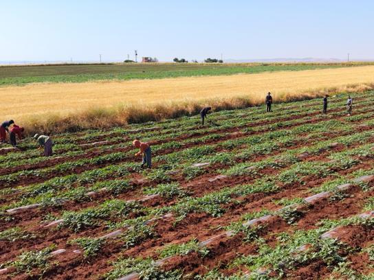 Dolunun vurduğu Diyarbakır karpuzunda hasat bu yıl gecikecek