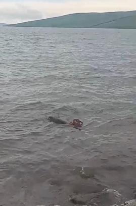 Çıldır Gölü’ne atlayan buzağı sandalla kurtarıldı; o anlar kamerada