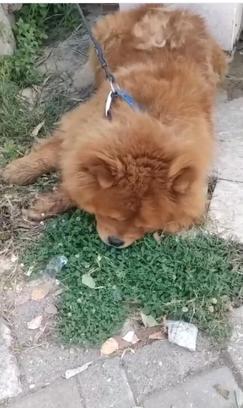 Köpeğin eziyet sonucu öldüğü iddiasına ilişkin 1 gözaltı