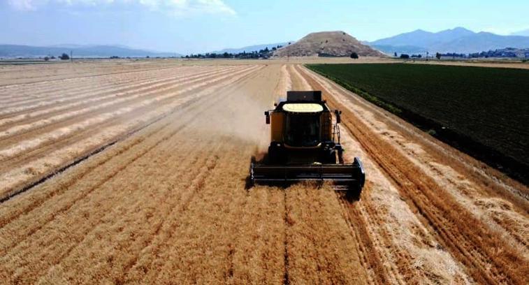 Gaziantep'te buğday ve arpa hasadı; rekolte beklentisi yüksek
