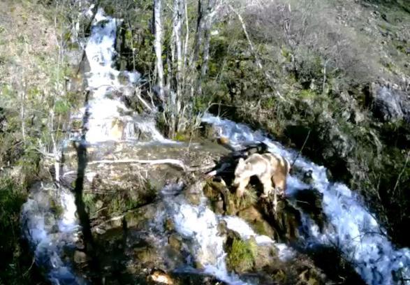 Tunceli'de şelaleden geçen yaban hayvanları fotokapana yakalandı