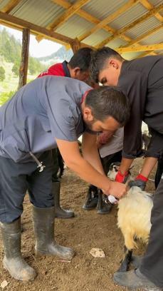 Kadirli'de küçükbaş hayvanlar aşılanıyor