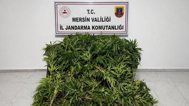 Mersin’de yasadışı kenevir operasyonu