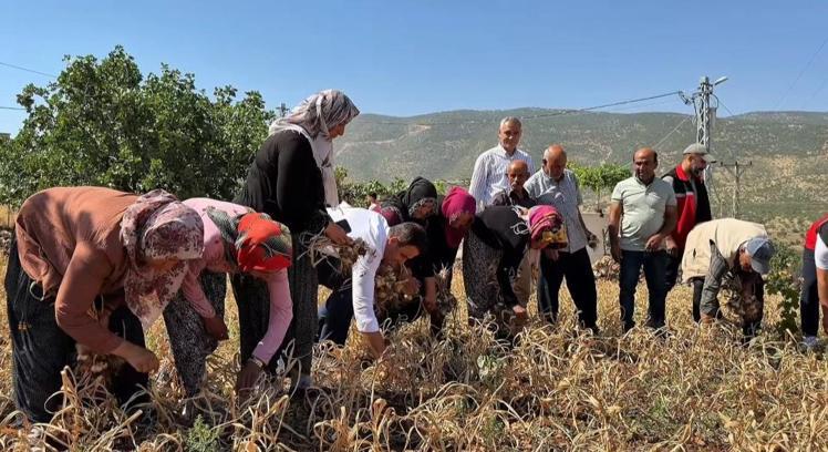 Coğrafi işaretli Mehina sarımsağında hedef 27 ton rekolte