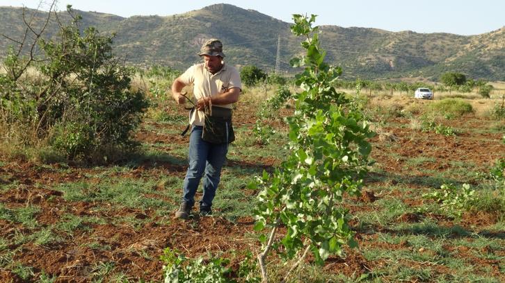 Gercüş'te fıstıkta aşılama sezonu başladı