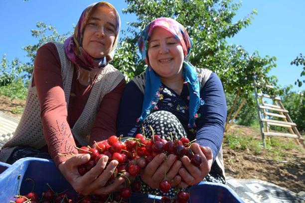 Coğrafi işaretli Demirci kirazında hasat başladı
