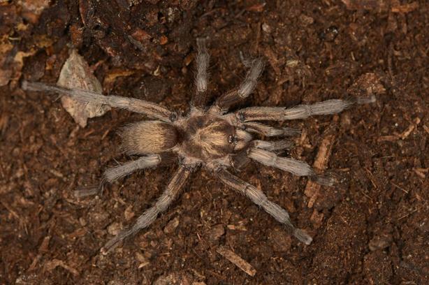Türkiye'nin yeni tarantula türü tescillendi